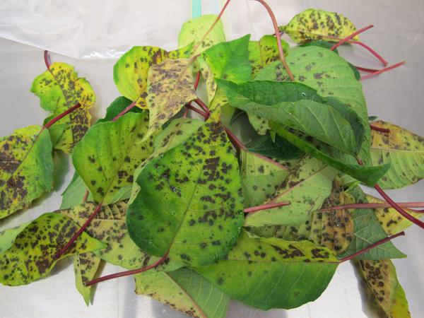 Leaf spot caused by Xanthomonas sp. on poinsettia.